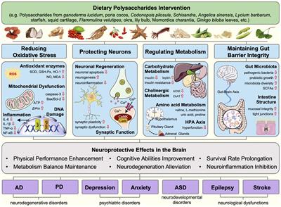 Unveiling the neuroprotective potential of dietary polysaccharides: a systematic review